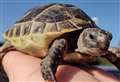 Runaway tortoise sparks neighbourhood search 