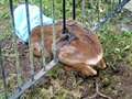 Deer freed after getting stuck in metal fence in Cradlehall, Inverness