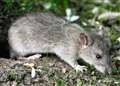 Black rat ranks as rarest animal in Britain