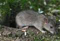 Rat problem in Nairn harbour
