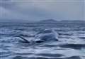 VIDEO: Beached sperm whale feared dead near Inverness 