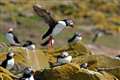 Seabird colony to reopen to public after two-year closure due to avian flu