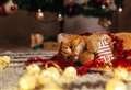 Vet Speak: Christmas delights can be hazardous for cats and dogs