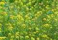 Empty space on your veg patch? Boost soil with green manure crops
