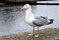 Bid to control gull numbers