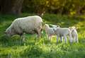 Warning to dog owners to keep animals under control during lambing season