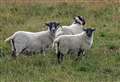 Farming: Sheep farmers urged to take a closer look at growth for maximum returns this season