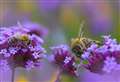 Report reveals Highland bees and other pollinators were given a welcome boost in 2020, despite Covid restrictions