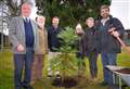 'Critically endangered' pine tree once thought to be extinct planted at Inverness Botanic Gardens to mark 30th anniversary