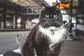 Fans mourn death of railway station cat and internet sensation Felix