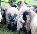 Lambs are injured in Inverness dog attack