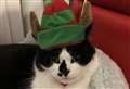 PETS FACTOR: Highland pets get into the festive spirit