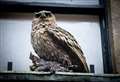 “Owl with nine lives” returns to Inglis Street after three months as Inverness pub mascot