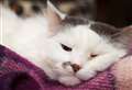 Inverness vet urges prompt treatment for cat illness