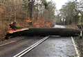 A82 closed after tree lands on road