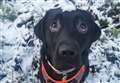 PETS FACTOR: Is your pet loving or hating the snow?
