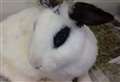 Scottish SPCA appeal for information after rabbits found in Inverness 