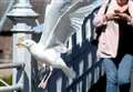 Seagull control efforts receive £12,000 boost