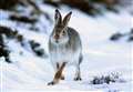 Could Highland's 'surplus' mountain hares be moved from grouse moors?