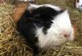 ALISON LAURIE-CHALMERS: Guinea pigs are a great pet if cared for correctly