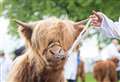 Inverness and Nairnshire businesses plan spectacular showcase for Royal Highland Show