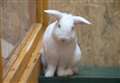 People urged to rehome rabbits