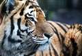 WATCH: Highland Wilidlife Park welcomes new Amur tiger