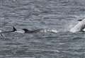 Moray Firth dolphins help rescue swimmer