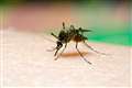 Risks posed by mosquito-borne disease as climate changes assessed