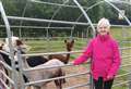 PICTURES: Inverness care home residents pick up alpaca pals on Loch Ness trip