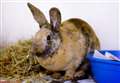 Can you give Sadie the rabbit a new home?