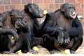 Primate behaviour changed as zoos closed for pandemic, study suggests