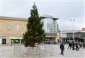 Christmas tree placed in Inverness
