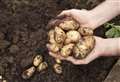 Chip in and try growing tatties