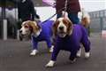 Dogs wearing colourful coats and scarves descend on Birmingham for Crufts 2024