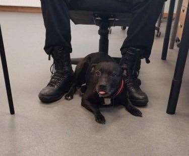 The lost dog is being looked after by police in Inverness.