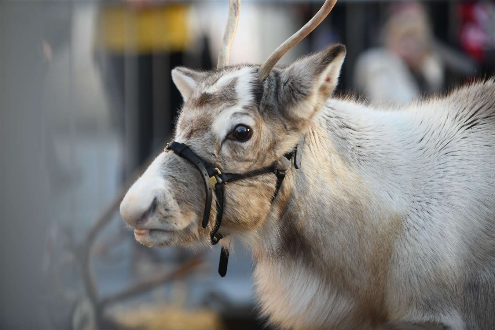Magnum the reindeer. Picture: James Mackenzie
