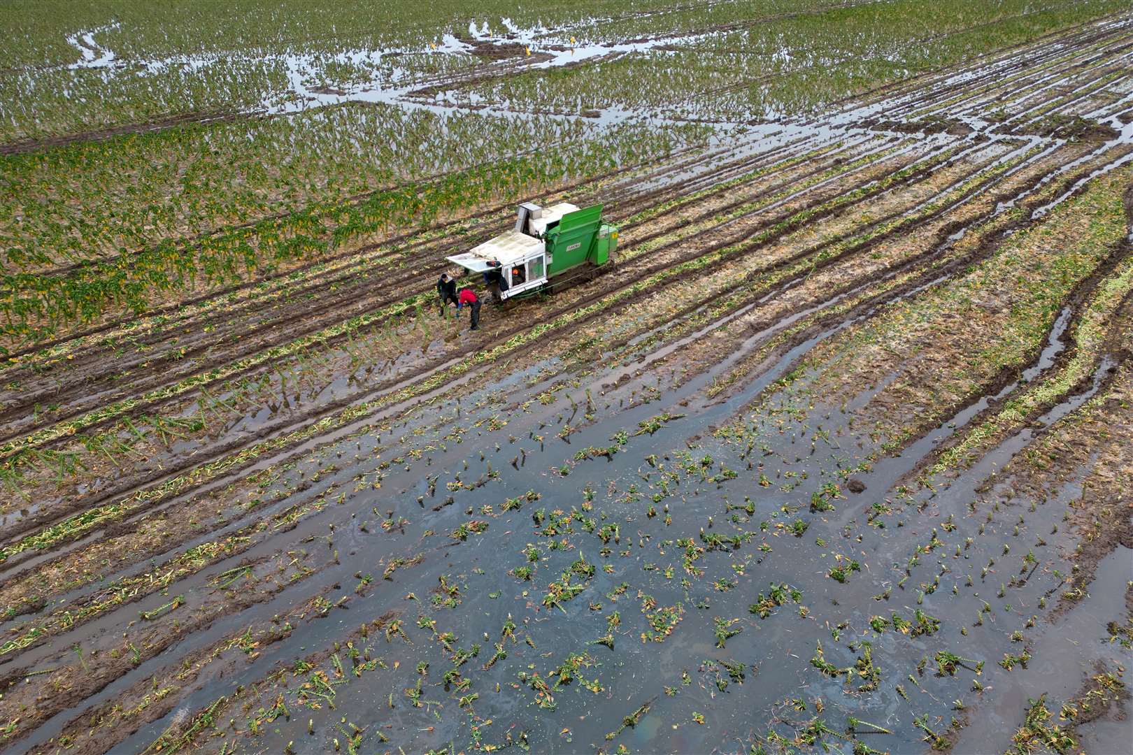Brussels sprouts being harvested in a flooded field at TH Clements and Son Ltd near Boston, Lincolnshire (Joe Giddens/PA)