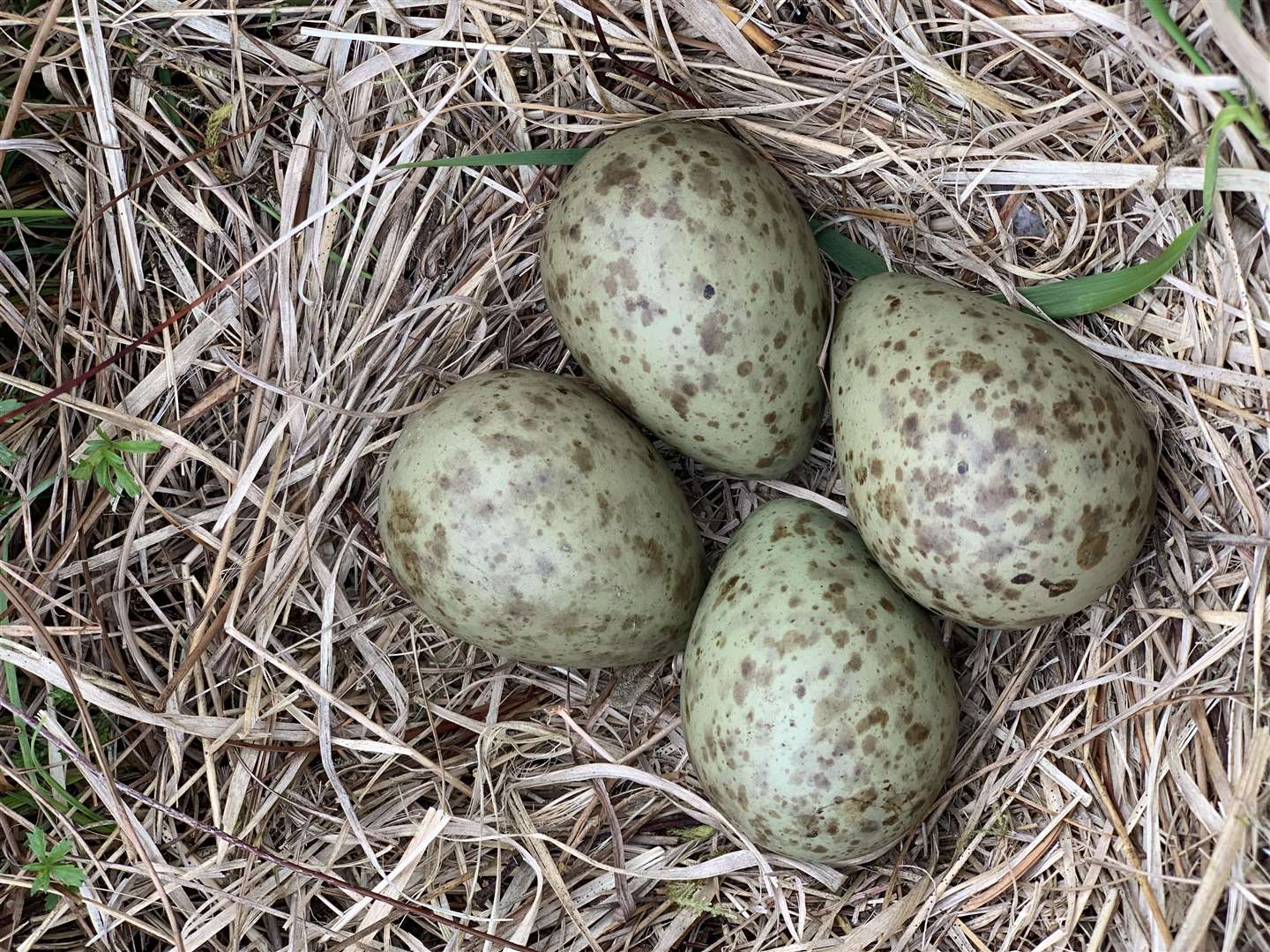 Curlew eggs rescued from a peatland fire (LoughNeaghPartnership/PA)