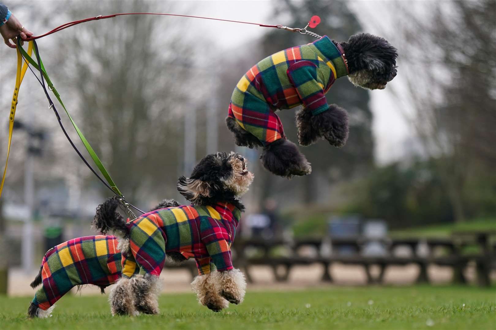 Owners arrive with their dogs including a smartly dressed leaping poodle (Jacob King/PA)