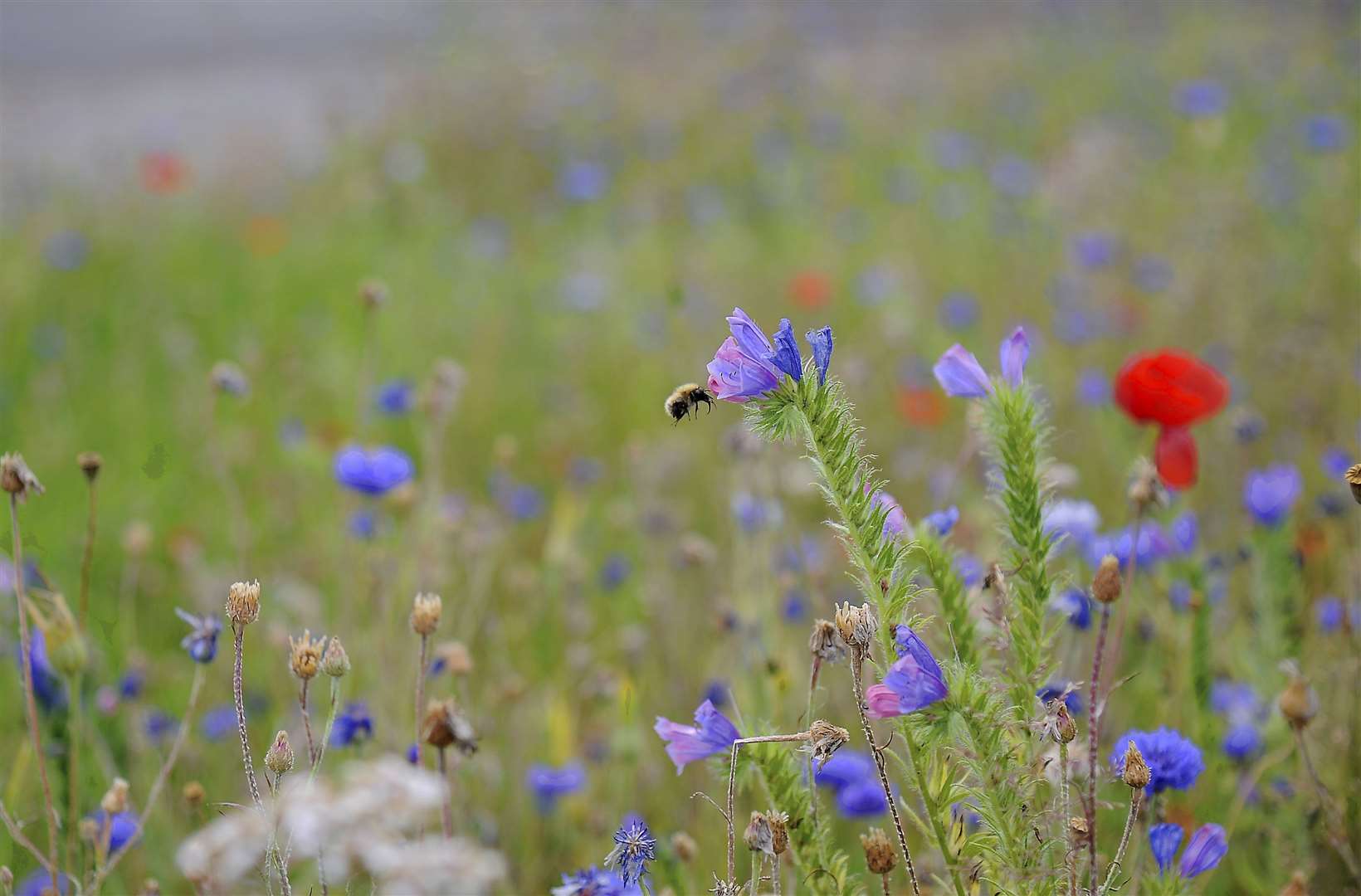 Planting wild flowers is one way to help vital pollinators thrive.