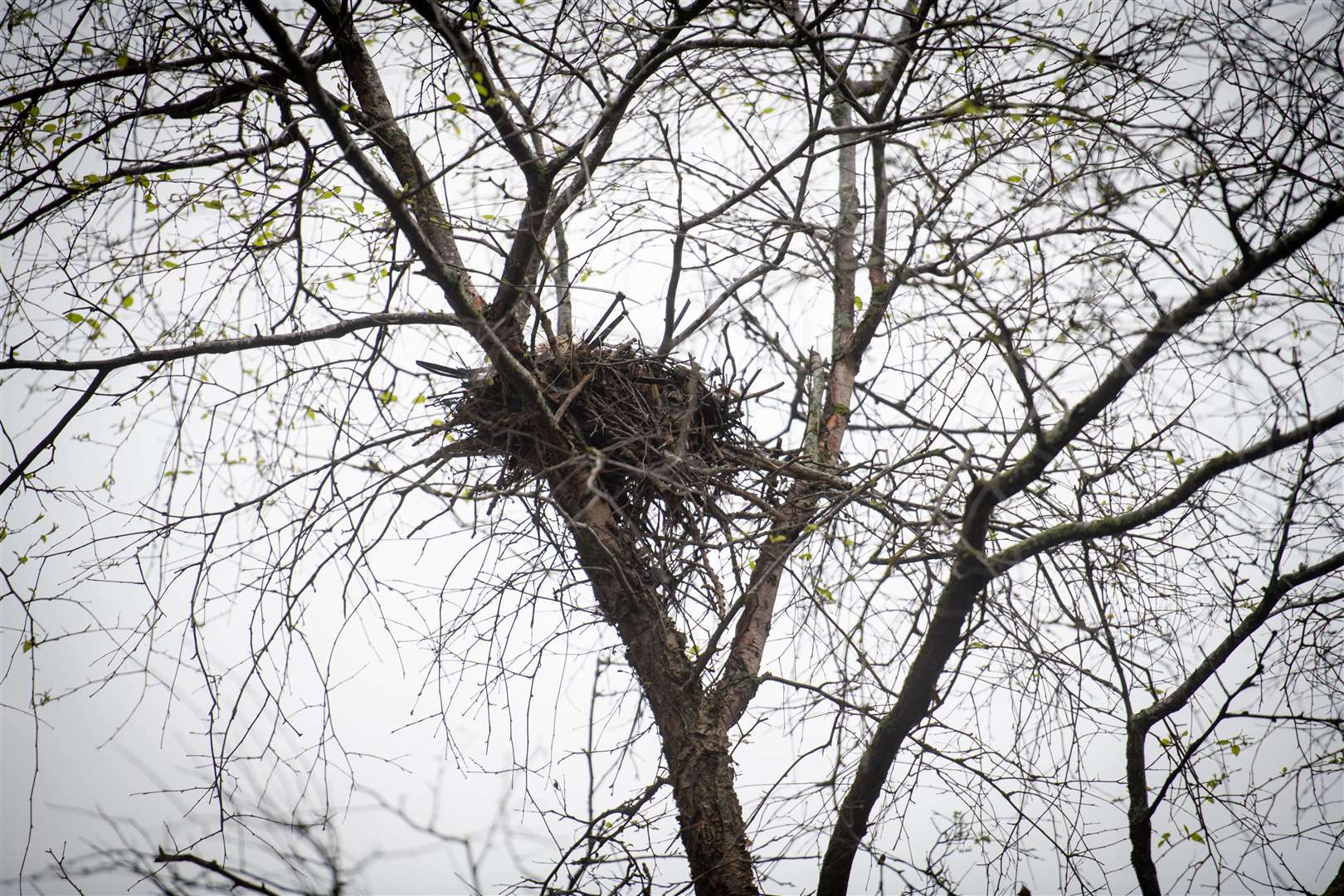 Bird nest. Picture: Callum Mackay.