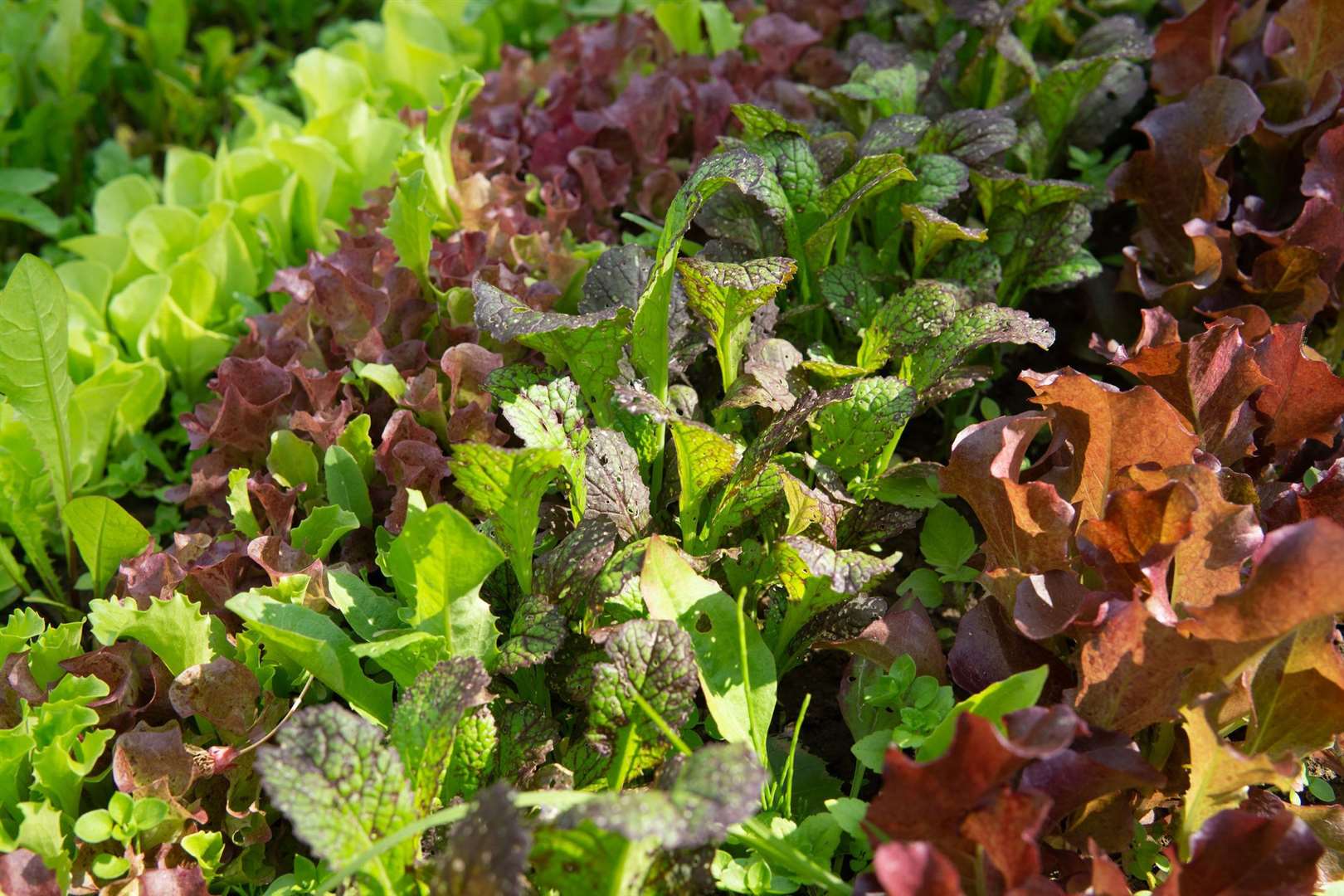 Lettuce is an easy vegetable to grow for beginner gardeners. Picture: iStock/PA
