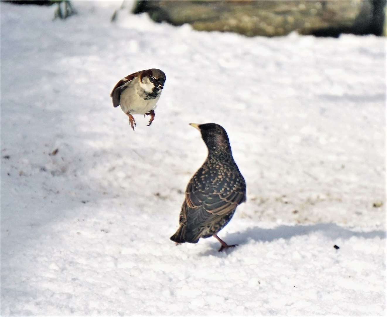 The same sparrow seen a fraction of a second later without its trusty steed after the rat had gone by. Picture: DGS