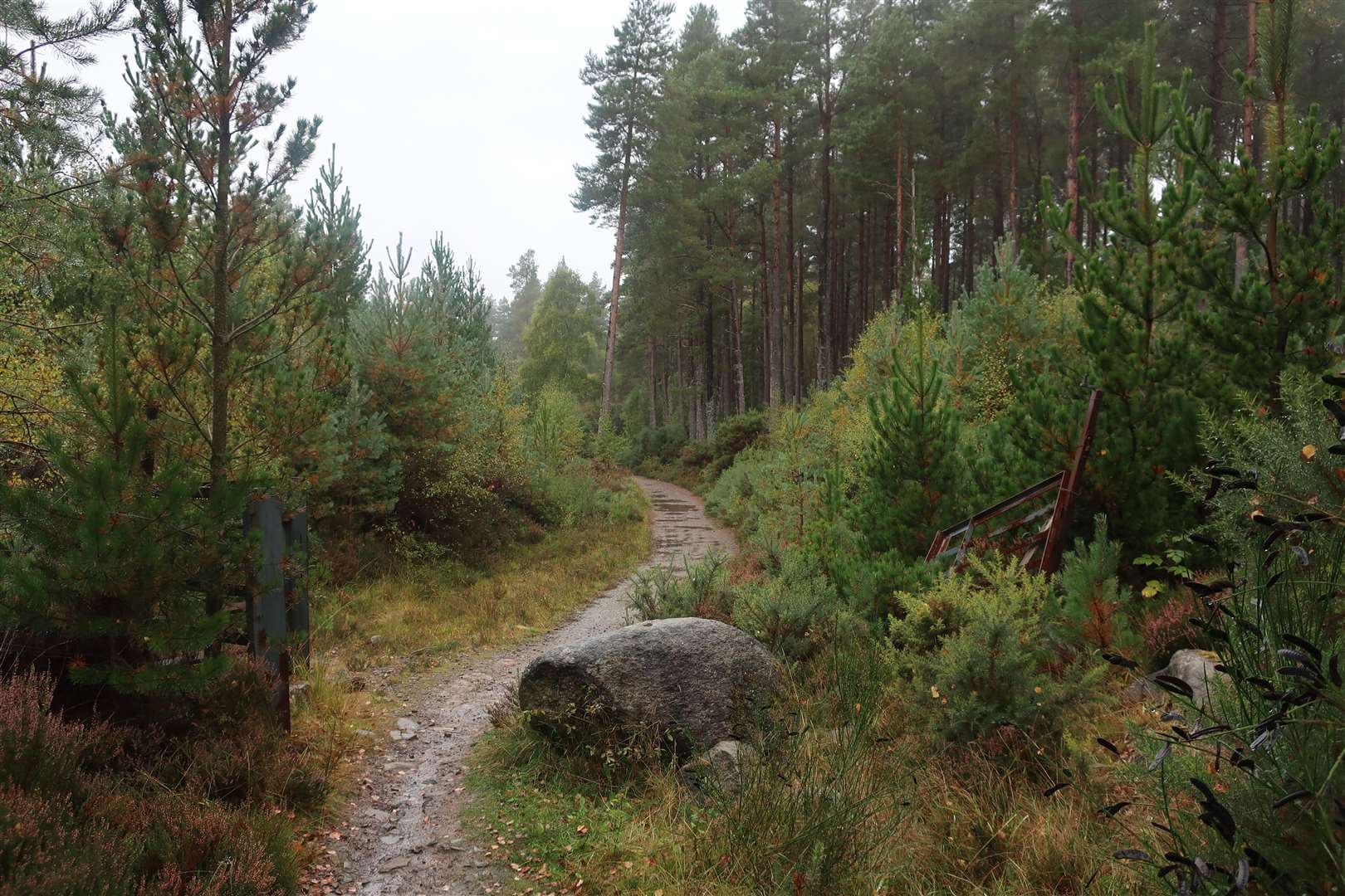 A stretch of trail in the woods at Contin.
