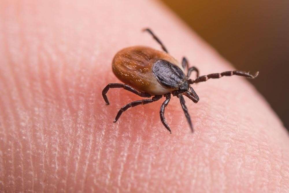 Diseases carried by ticks, which are already prevalent in Scotland, will also be examined (Alamy/PA)