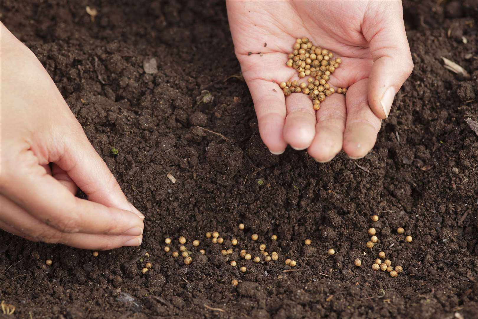 Зерно сеют или сеят как правильно. Сеять семена. Посадка семян кабачков в грунт. Семечка для посева USA. Как посеять кориандр.