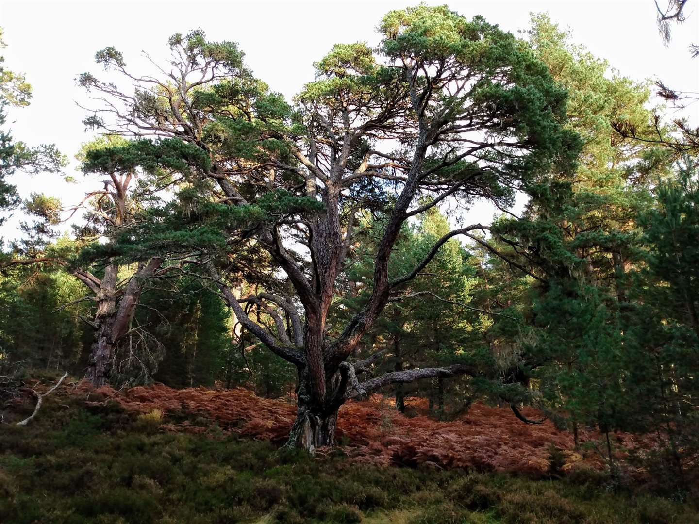 Old pines in Abernethy Forest.