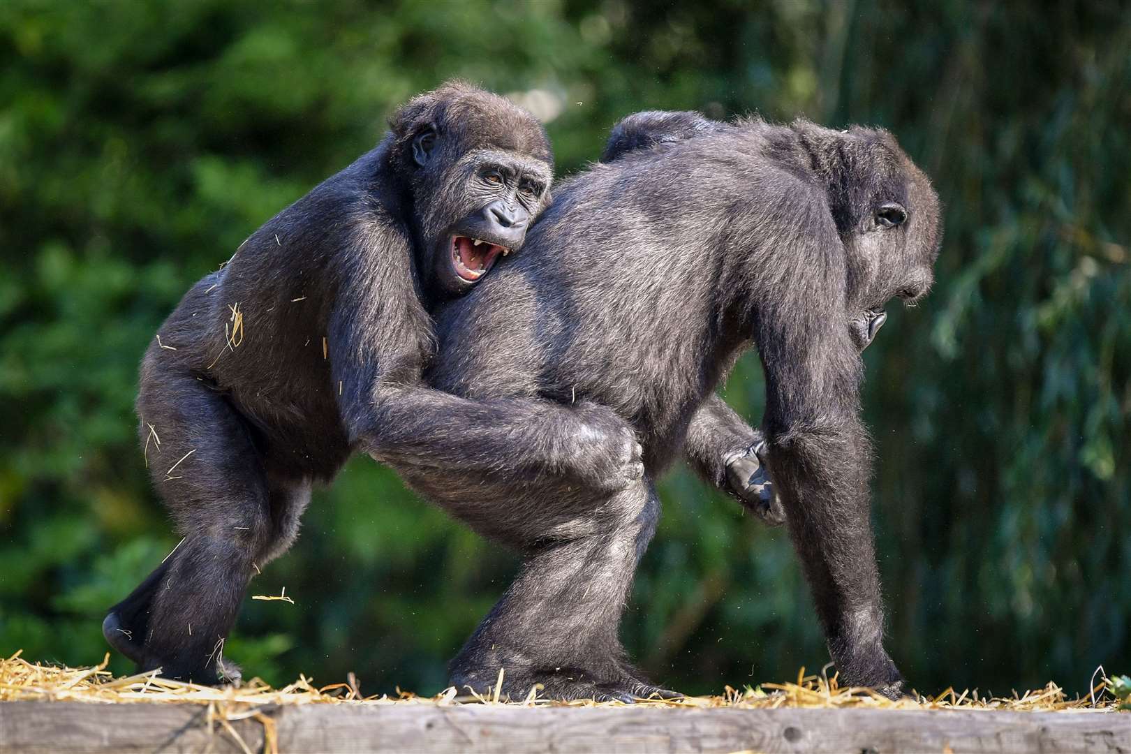 Many tourists come and see the zoo’s family of western lowland gorillas (Ben Birchall/PA)
