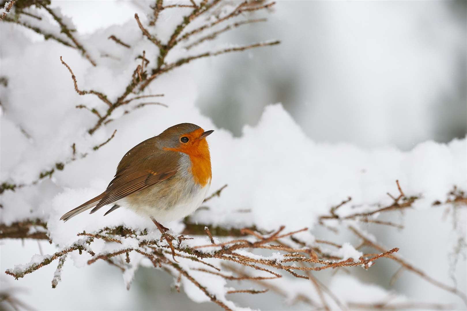 No winter garden would be complete without a robin redbreast.